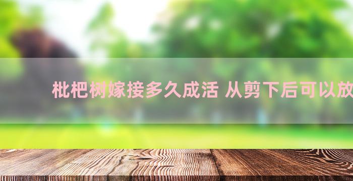 枇杷树嫁接多久成活 从剪下后可以放多久